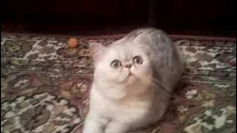 Video 7595331: silver exotic shorthair, exotic shorthair male, exotic cattery, exotic kitten