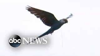 Group of Spixs macaws released in Brazil