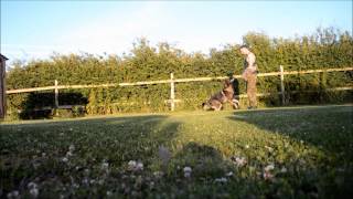 Dillinga Banasko..Training (Obedience & Bite work)