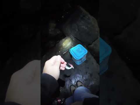 Lrf İle İstavrit Avı #lrf #fishing #balıkavı #balık #fish #istavritavı #fishingturkey #shortvideo