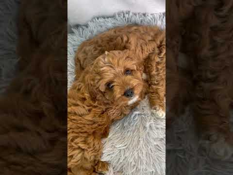Малыши Кавапу Dog Puppy Cute Cutedog