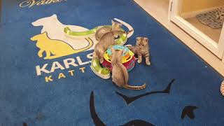 Egyptian Mau kittens 11weeks old by Karlskoga Katthotell & Butik 119 views 3 years ago 43 seconds