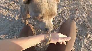 Staffordshire Bull Terrier - meeting with a lizard by Stafficzki Spiczki FCI  599 views 9 months ago 38 seconds
