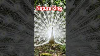 Beautiful White Peacock Walking