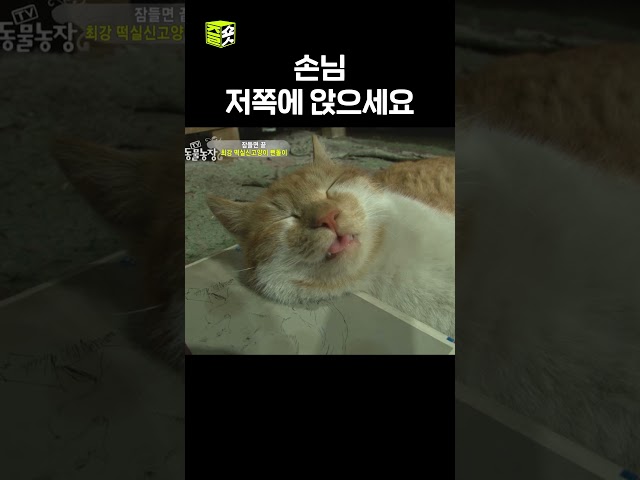 귀엽게 자기 대회 1등 고양이 #TV동물농장 #우와한비디오 #우와비 #shorts