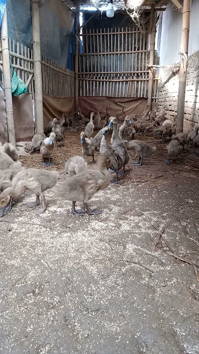 berternak DOD itik bebek petelur kapasitas 100 ekor 👍