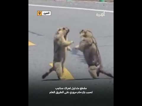 عراك سناجب يتسبب بزحام مروري بالصين
