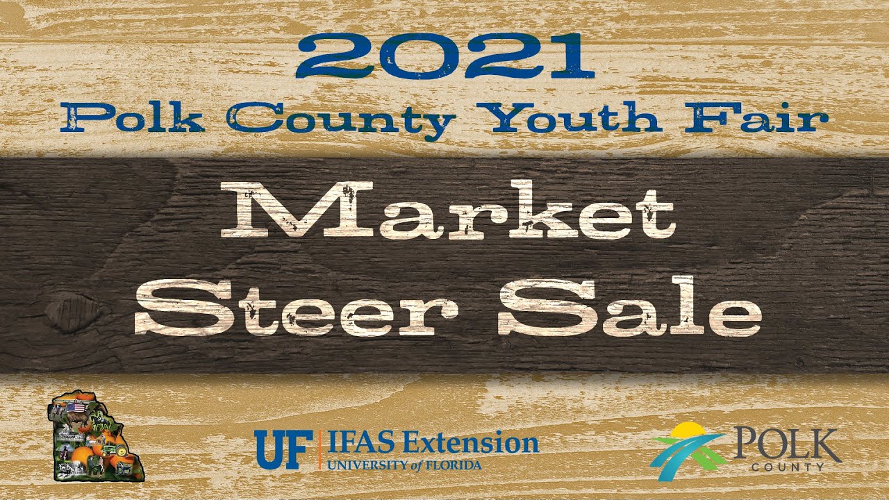 2021 Market Steer Sale Polk County Youth Fair YouTube 2021-market-steer-sale-polk-county-youth-fair-youtube