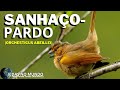 Sanhaço-Pardo (Orchesticus abeillei)
