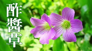 紫花酢漿草Oxalis corymbosa DC. 野外的救命草 