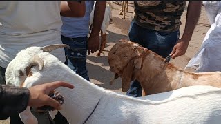 Kanpur Bakra Mandi new update bakarganj. | The rudra's vlog 