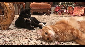 Funny Great Danes Watch Crazy Cat Nip Fest