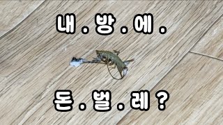 돈벌레 등장? 바로 응징..