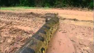 A Giant Snake- Anaconda