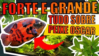 🔴OSCAR FISH: EVERYTHING ABOUT |Mr. Betta| screenshot 5