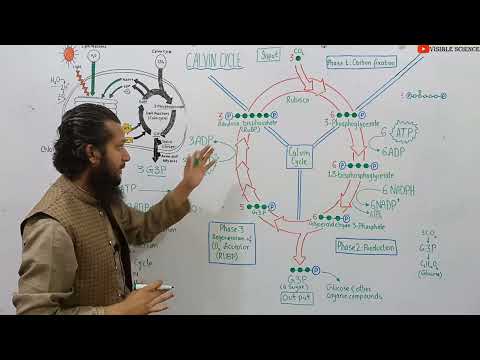 Dark Reaction Of Photosynthesis |Light Independent Reaction | Calvin Cycle