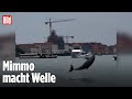 Italien: Delfin-Show im Markusbecken begeistert Venedig