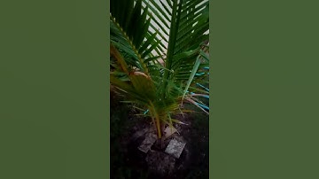 my intro coconut tree