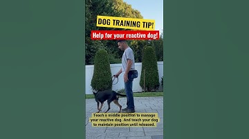 HELP FOR YOUR REACTIVE DOG! Dog Training Tips!