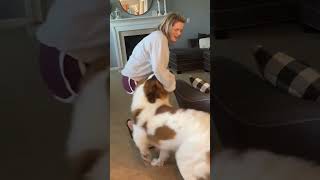 Welcome Home St. Bernard Style:  #shorts  #saintbernarddog #cutedogs #cutepets