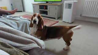 #bassethound , reaction to being told it's dinner time! #funny