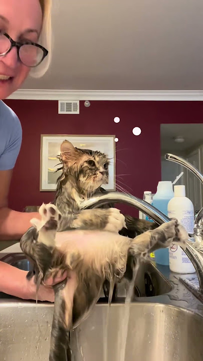 @allafold: Bath time! #catoftheday #cat #kitten #kitty