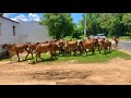 Gir cows of jogmaya gaushala ahmedabad