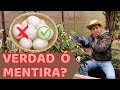 Cascaras de Huevo NO SIRVEN a Corto Plazo  || Huerto Citadino