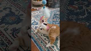 Cute Hero of Hyrule 🤺😺