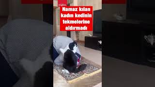 Bu Anlar Herkesi Gülümsetti, Kedi Namaz Kılan Kadını Rahat Bırakmadı
