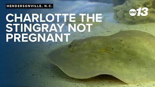 EXCLUSIVE: Charlotte the stingray -- of viral fame -- is not pregnant