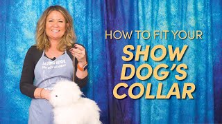 How to Choose a Collar For Your Show Dog | Handling HowTo’s