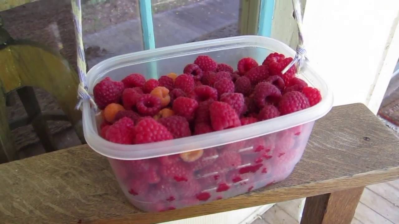 How to Make a Berry Picking Bucket 