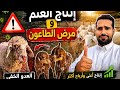 من الخسارة إلى الربح كيف تتغلب على الطاعون وترفع إنتاج الغنم 