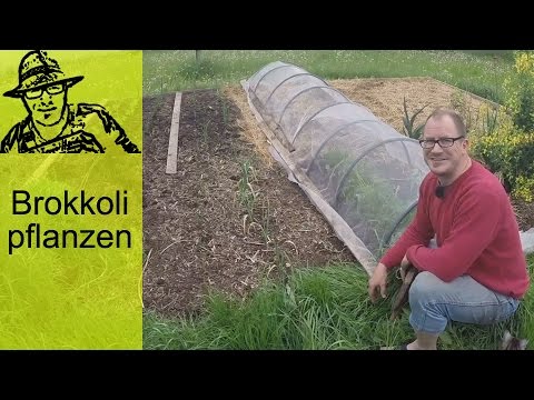 Video: Wasserwand-Pflanzenschutz - Machen Sie Ihre eigenen Gartenwände für Pflanzen