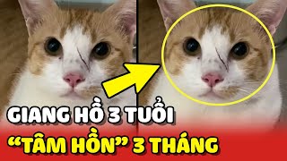 Hoàng Thượng 'GIANG HỒ' 3 TUỔI nhưng mang tâm hồn EM BÉ 3 THÁNG bên trong  | Yêu Lu