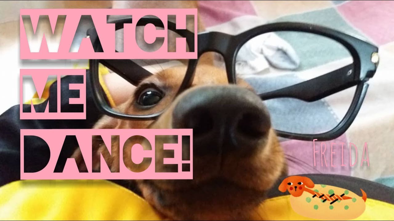 Freida the Dachshund | Curious Dog - YouTube