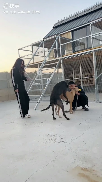 Dog,s.love.mating.vedio🐕🐕#dog.sshort vedio
