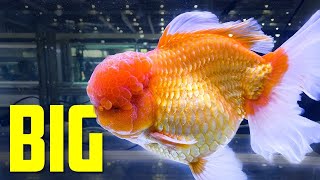 Goldfish World Championship CIPS 2019 - Aquarium Co-Op​