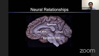 Microsurgical Anatomy of the Pineal region- Satoshi Matsuo