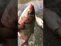🤔The Fish Got a Second Chance at Life! ‼️😱😱👉✅#viral#shorts #trending #original #originalcontent