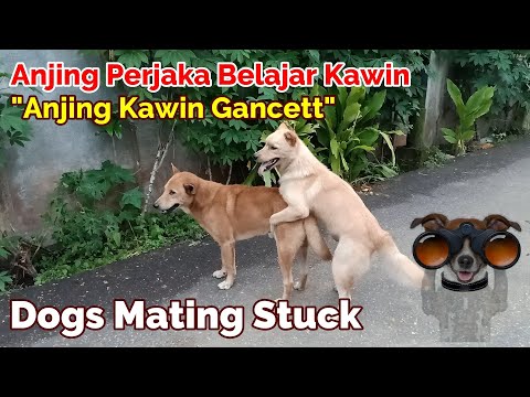 Malang Sekali, Anjing Perjaka Belajar Kawin Berakhir Dengan Kawin Gancett - Male Dog Learn To Mate