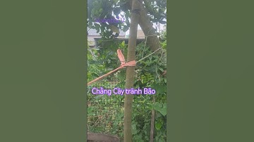 Cách Chằng Chống Cây để giảm thiệt hại bão gió gây ra mà ít tốn kém #VuontoTV #garden#kientrucxanh