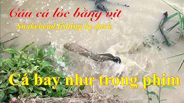 Câu cá lóc bằng vịt: snakehead fishing by duck | 2 bầy lòng ròng đỏ | cau ca mien tay ..!!!