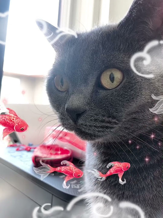 The fish cat(: - YouTube