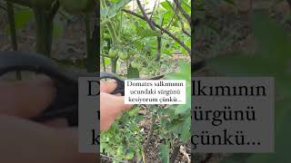 Salkımdaki Domatesler Daha Çok Büyüsün, Kuvveti Ve Enerjisini Sürgüne Harcamasın