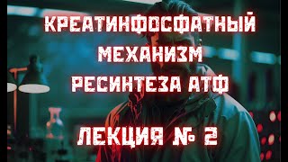 Креатинфосфатный механизм ресинтеза АТФ № 2: креатин, система транспорта креатина, креатинин