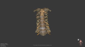 3D Video Rendering of the Cervical Spine - Quality - Amazing Settlements