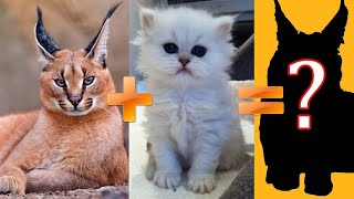 Самые необычные гибриды диких и домашних кошек: ТОП-5 Самые необычные гибриды диких и домашних кошек: ТОП-5