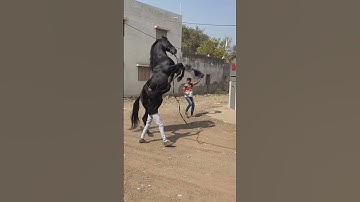 Marwari Horse Lover Status #shorts #short #india #gujarat #horse